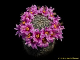 Mammillaria microcarpa 564